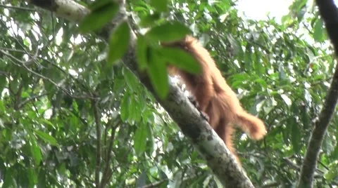 Bald-headed Uakari climb up tree in the amazon rainforest Stock Footage 60227443
