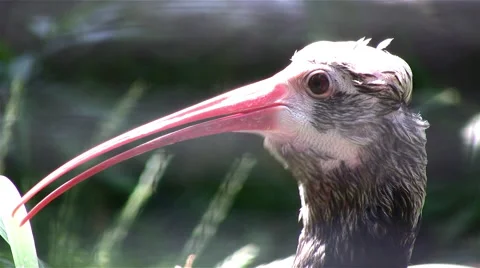 Bald Ibis extreme close up Video stock 51436479