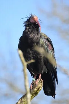 Bald Ibis Stock Photos