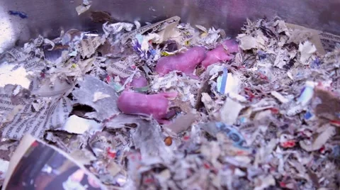 Bald, just born mouse Stock Footage 54386379