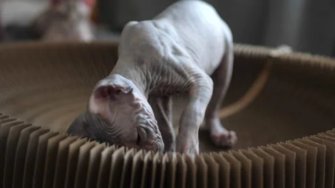 Bald kitten sphinx sharpens claws on a scratching post, which is also a bed. Stock Footage 143476150