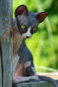 Bald kitten-Sphinx sits high on wooden boards on outdoor playground on sunny Foto stock