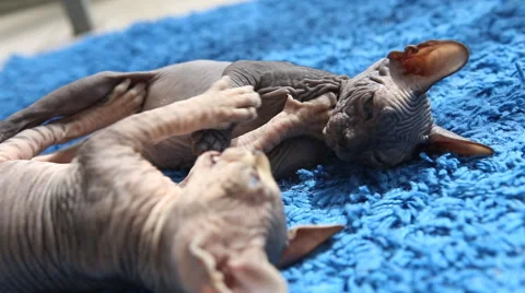 Bald Kittens play Stock Footage 52012432