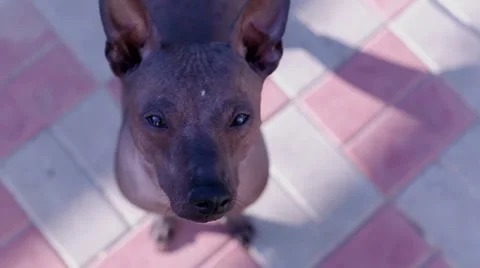 Bald Mexican dog looking at the camera Stock Footage 53738784