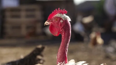 Bald necked chicken Stock Footage 84188403