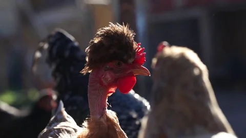 Bald necked chicken in the yard Stock Footage 84186187