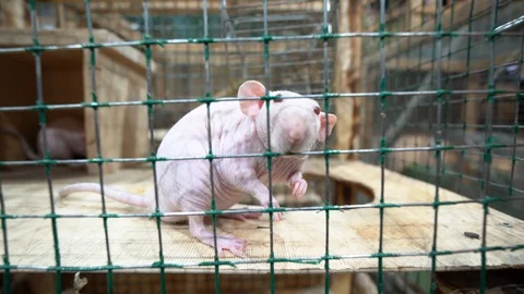 A bald rat/ Dumbo / Sphinx sits in a green cage Stock Footage 104702275