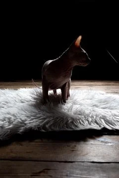 Bald sphinx posing in a photo studio on a fluffy rug Stock Photos