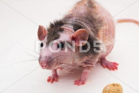 Bald sphinx rat. Stock Photos