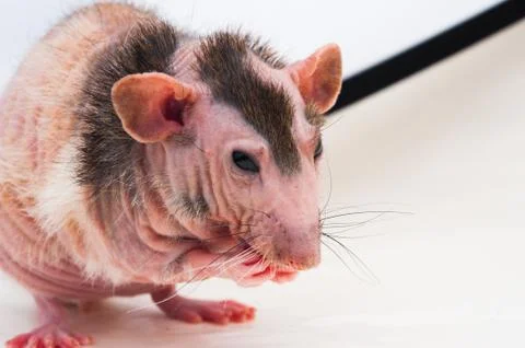 Bald sphinx rat. Stock Photos
