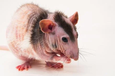 Bald sphinx rat. Stock Photos
