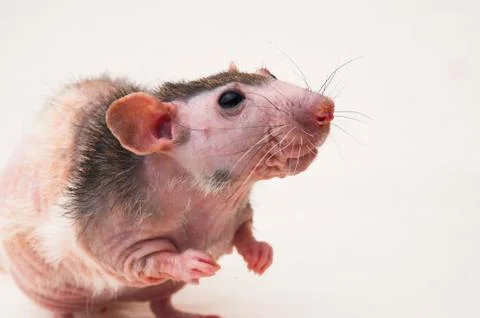 Bald sphinx rat. Stock Photos