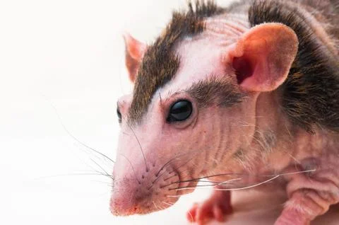 Bald sphinx rat. Stock Photos