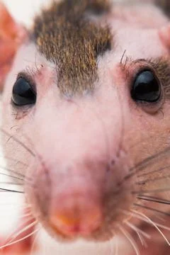 Bald sphinx rat. Stock Photos