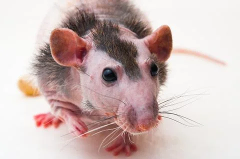 Bald sphinx rat. Foto stock