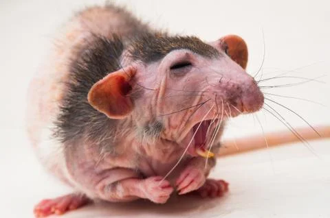 Bald sphinx rat. Stock Photos