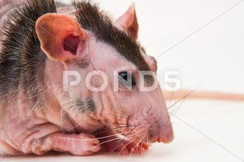 Bald sphinx rat. Stock Photos
