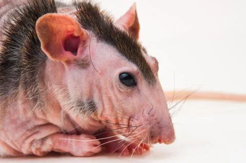 Bald sphinx rat. Stock Photos