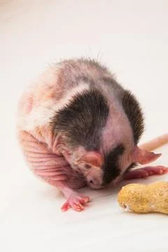 Bald sphinx rat. Foto stock