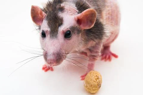 Bald sphinx rat. Stock Photos