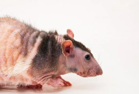 Bald sphinx rat. Stock Photos