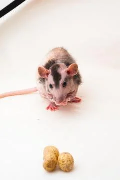 Bald sphinx rat. Stock Photos