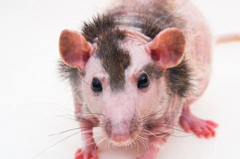 Bald sphinx rat. Stock Photos