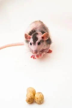 Bald sphinx rat. Stock Photos