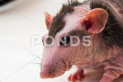 Bald sphinx rat. Stock Photos