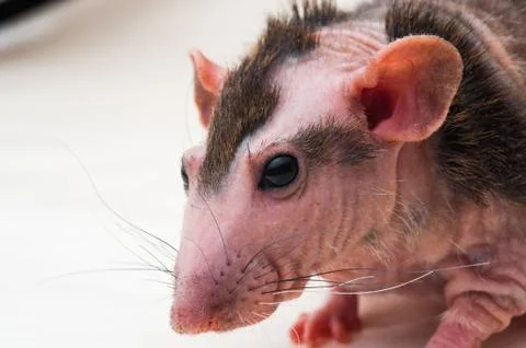 Bald sphinx rat. Stock Photos