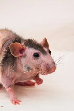 Bald sphinx rat. Stock Photos