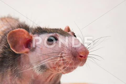 Bald sphinx rat. Stock Photos