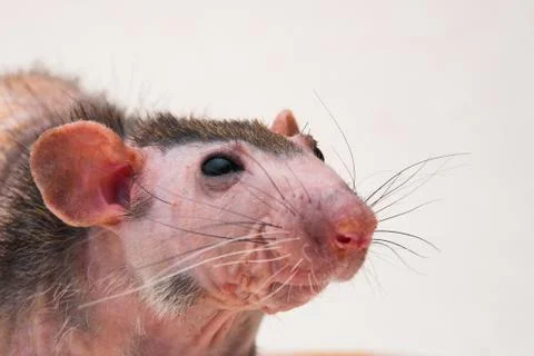 Bald sphinx rat. Stock Photos