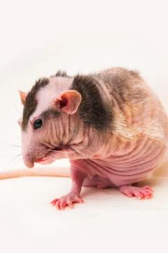Bald sphinx rat. Stock Photos