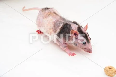Bald sphinx rat. Stock Photos