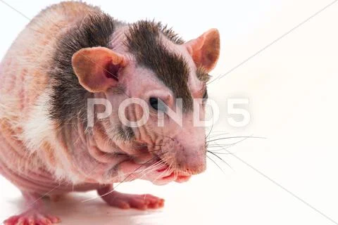 Bald sphinx rat. Stock Photos