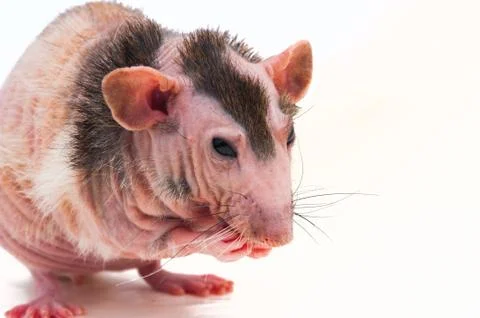 Bald sphinx rat. Stock Photos