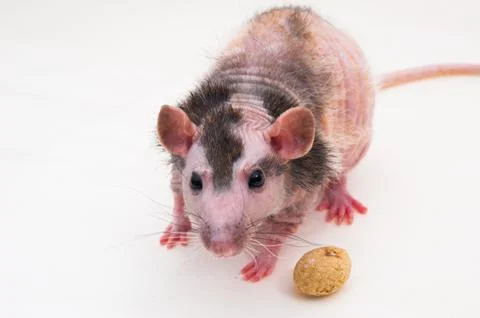 Bald sphinx rat. Stock Photos