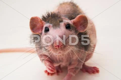 Bald sphinx rat. Stock Photos