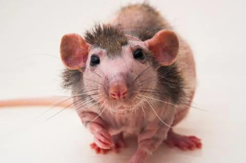 Bald sphinx rat. Foto stock