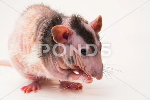 Bald sphinx rat. Stock Photos