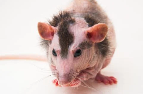 Bald sphinx rat. Stock Photos