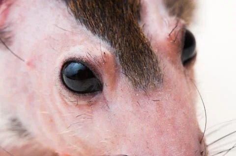 Bald sphinx rat. Stock Photos