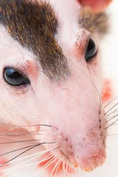 Bald sphinx rat. Stock Photos