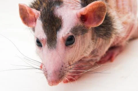 Bald sphinx rat. Stock Photos