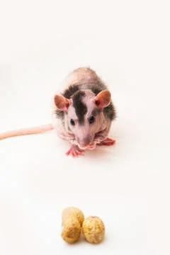 Bald sphinx rat. Stock Photos