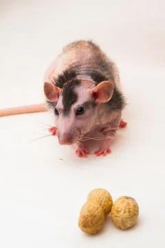 Bald sphinx rat. Stock Photos