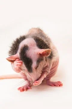 Bald sphinx rat. Stock Photos