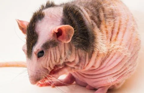 Bald sphinx rat. Stock Photos