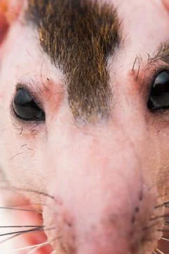 Bald sphinx rat. Stock Photos